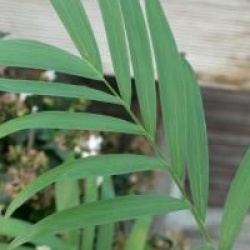 Chamaedorea microspandix