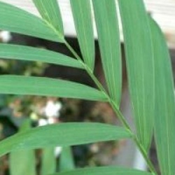 Chamaedorea microspandix