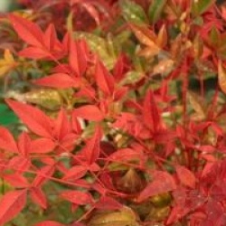 Nandina domestica Obsessed 'Seika' �