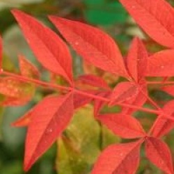 Nandina domestica Obsessed 'Seika' �
