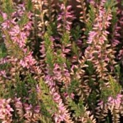Calluna vulgaris 'Marleen'