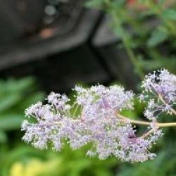Ceanothus x delileanus 'Gloire de Versailles'
