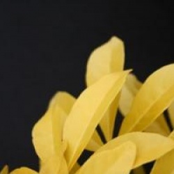 Choisya ternata Sundance � 'Lich' 