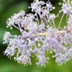 Ceanothus x delileanus 'Gloire de Versailles'