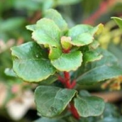 Arbutus unedo 'Quercifolia'