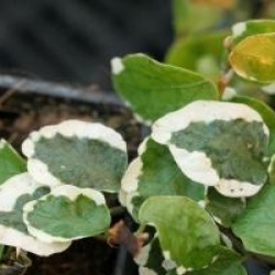 Ficus pumila 'Variegata'