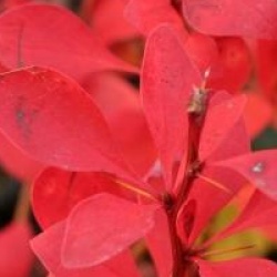 Berberis thunbergii 'Red Rocket' - Berberis thunbergii 'Red Rocket'