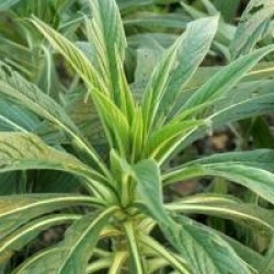 Echium pininana