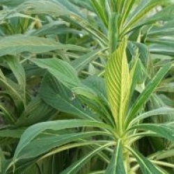Echium pininana