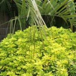 Choisya ternata Sundance � 'Lich' 