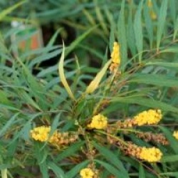 Mahonia eurybracteata 'Soft Caress' �