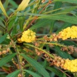 Mahonia eurybracteata 'Soft Caress' �