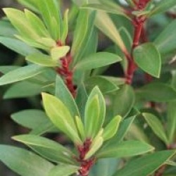 Drimys lanceolata 'Red Spice' - Drimys lanceolata 'Red Spice'