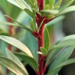 Drimys lanceolata 'Red Spice'