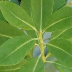 Drimys winteri var latifolia