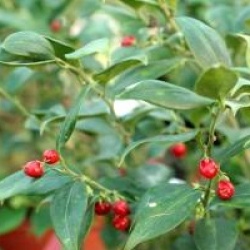 Sarcococca ruscifolia 