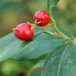 Sarcococca ruscifolia 