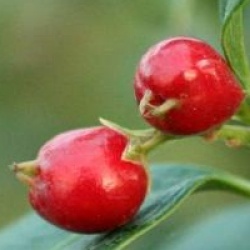 Sarcococca ruscifolia 