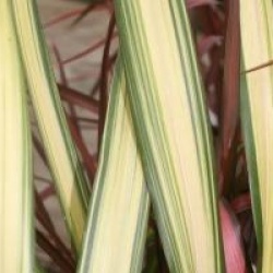 Phormium 'Golden Sword'