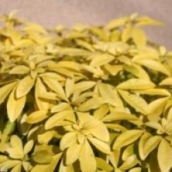 Choisya ternata Sundance � 'Lich' 