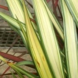 Phormium 'Golden Sword'