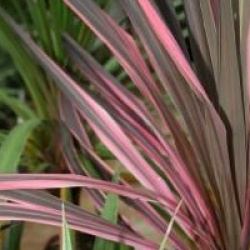 Cordyline australis 'Pink Fire'