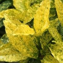 Aucuba Golden King