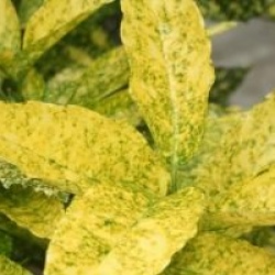 Aucuba japonica 'Golden King'