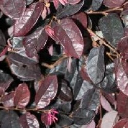 Loropetalum chinense Black Pearl
