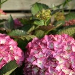Hydrangea macrophylla 'Red Angel'