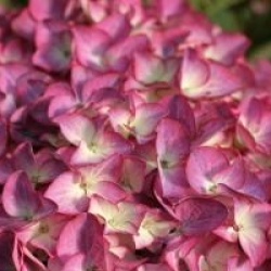 Hydrangea macrophylla 'Red Angel'