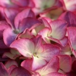 Hydrangea macrophylla 'Red Angel'