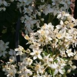 Choisya ternata 'Walberton Moonshine' - Oranger du Mexique Moonshine