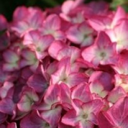 Hydrangea macrophylla 'Red Angel'