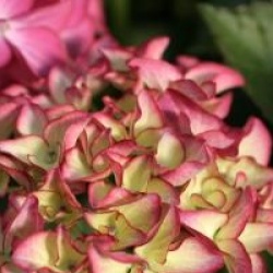 Hydrangea macrophylla 'Red Angel'