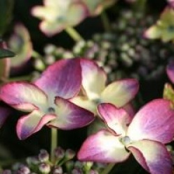 Hydrangea macrophylla Black Diamont � 'Dark Angel'