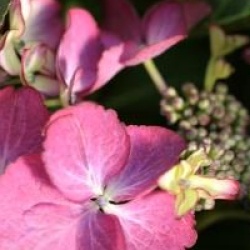 Hydrangea macrophylla Black Diamont � 'Dark Angel'