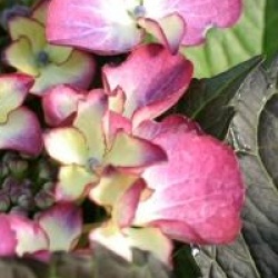 Hydrangea macrophylla Black Diamont � 'Dark Angel'