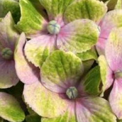 Hydrangea macrophylla Magical Amethyst � 'Hortmaam'