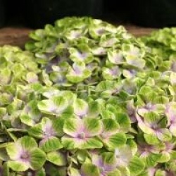 Hydrangea macrophylla Magical Amethyst � 'Hortmaam'