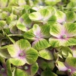 Hydrangea macrophylla Magical Amethyst � 'Hortmaam'