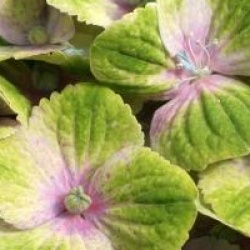 Hydrangea macrophylla Magical Amethyst � 'Hortmaam'