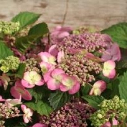 Hydrangea serrata Flair & Flavours � 'Cotton Candy' 