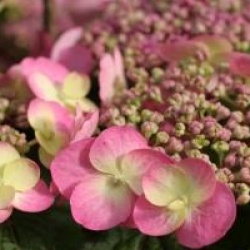 Hydrangea serrata Flair & Flavours � 'Cotton Candy' 