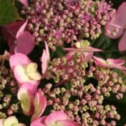 Hydrangea serrata Flair & Flavours � 'Cotton Candy' 