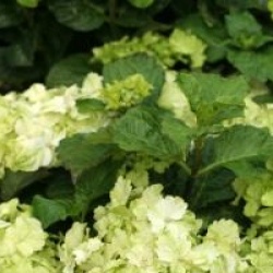 Hydrangea macrophylla Magical Noblesse � 'Hortmano'