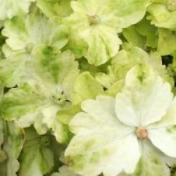 Hydrangea macrophylla Magical Noblesse � 'Hortmano'