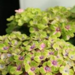 Hydrangea macrophylla Magical Coral � 'Hortmaco'