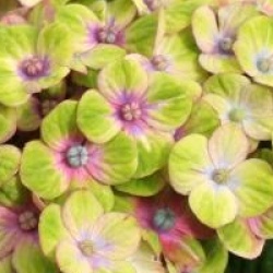 Hydrangea macrophylla Magical Coral � 'Hortmaco'