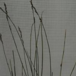 Chondropetalum tectorum